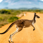 10 Reasons to Visit Australia